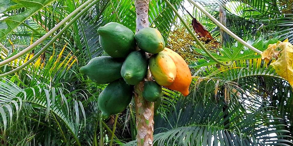 PAPAYE