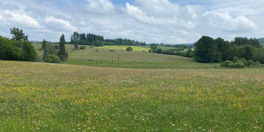 Les terres de la chouette, champs de fleurs sauvages au mois de mai