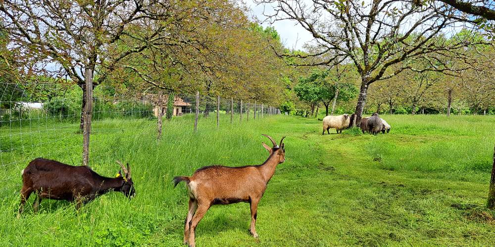 Rosie et Suzie nos chèvres, avec nos brebis dans la noyeraie bio INYAQAB