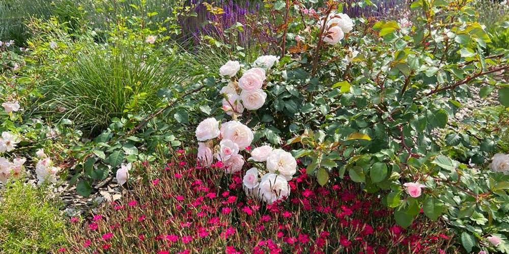 detail du jardin