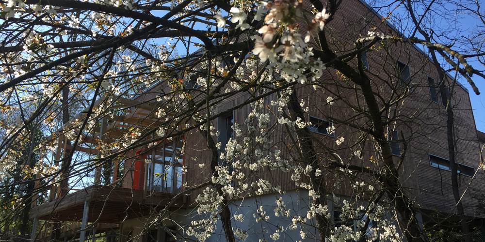 Cerisiers en fleurs devant BLOASIS