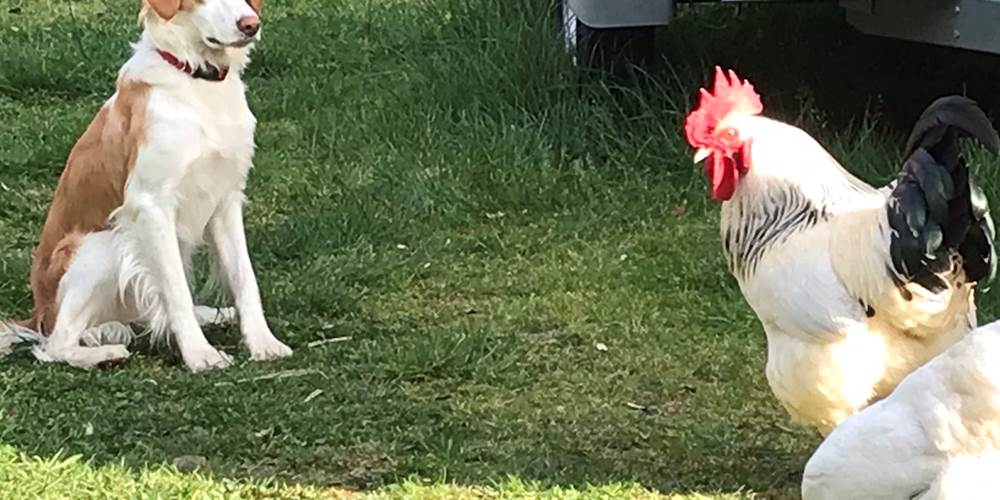 Maison d'hôtes Il était une fois - Eden surveille les poules