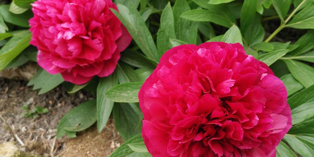Les pivoines