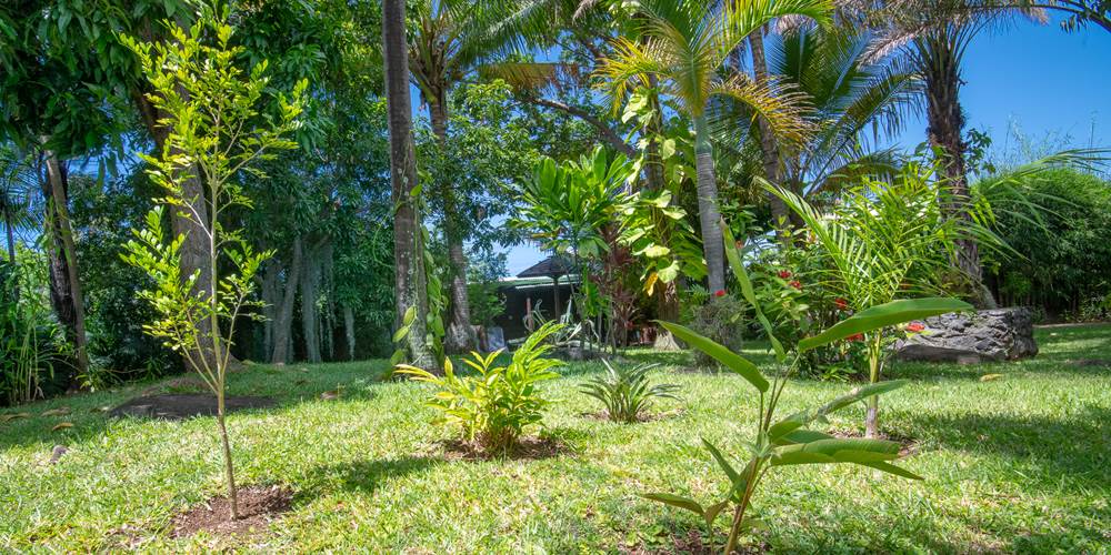 jardin tropical à Baobab et palmiers location à l'étang salé ile de la Réunion
