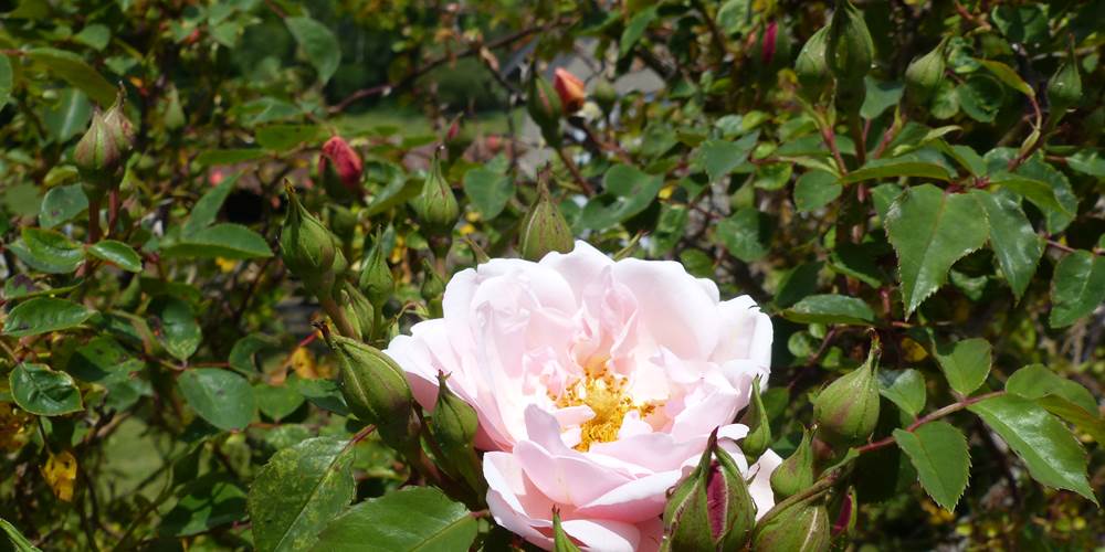 Rose de la ferme  de la Chevêche