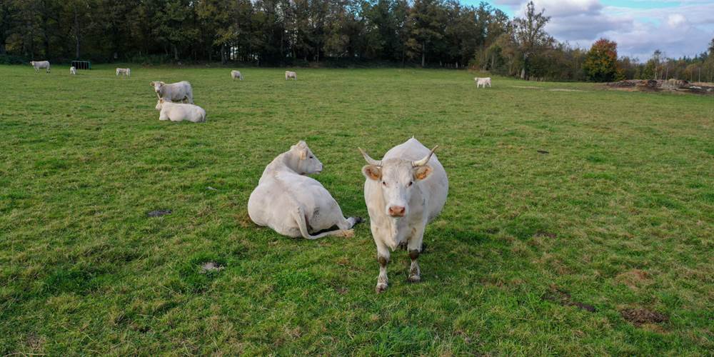 Gite la belle du clocher St pardoux d'arnet proche Crocq Terra Aventura