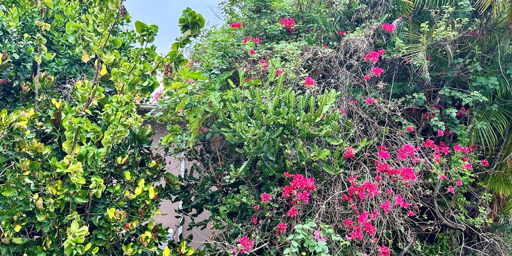 Un jardin paysagé rempli de fleurs et d’arbres fruitiers