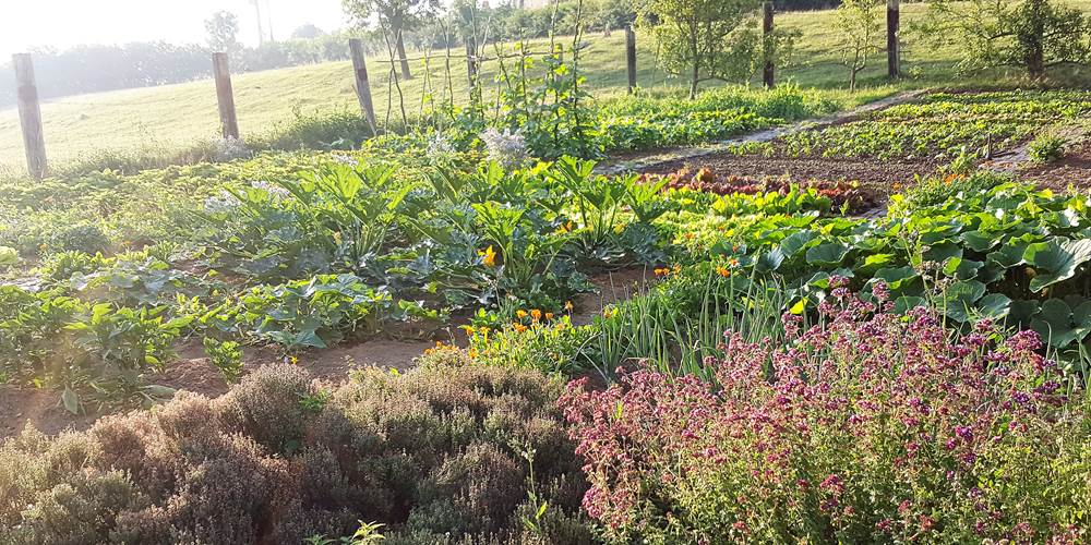 le jardin potager