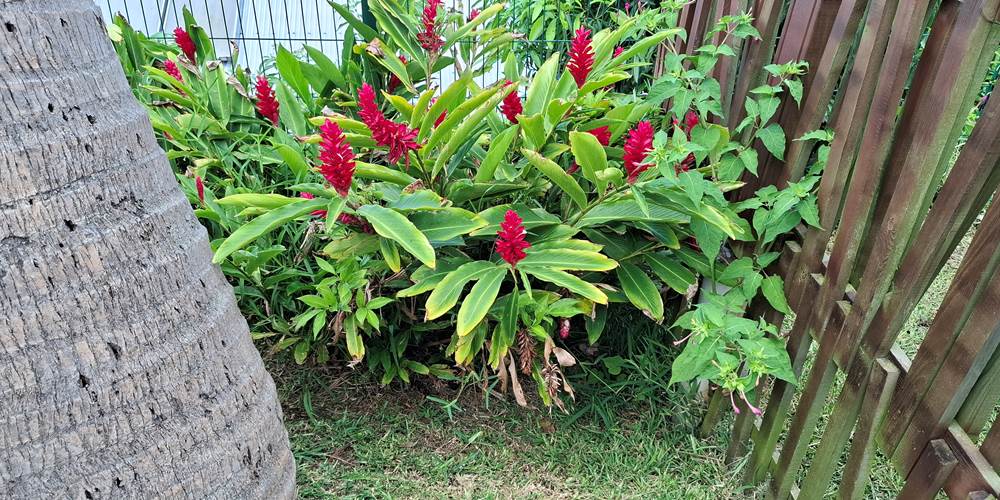 Alpinia purpurata