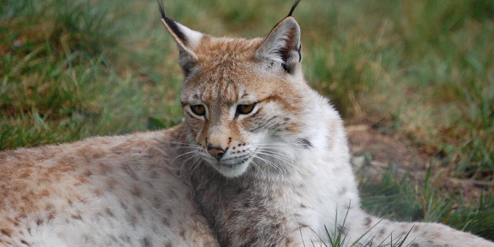 lynx2