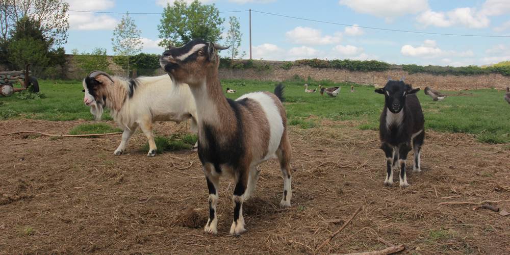 Nos petits compagnons