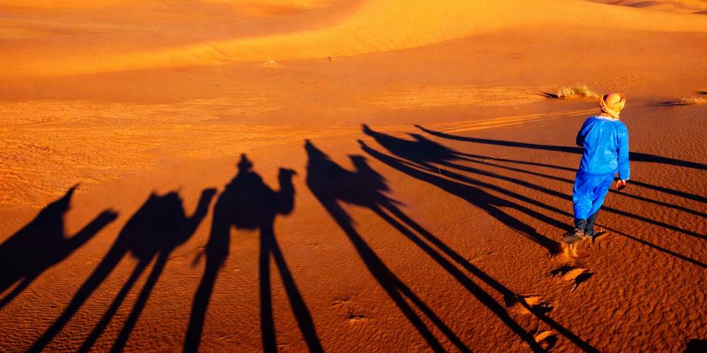 Ombre des dromadaires dans les dunes