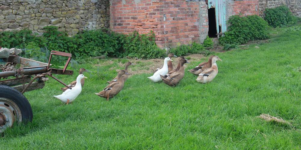 Promenade en famille