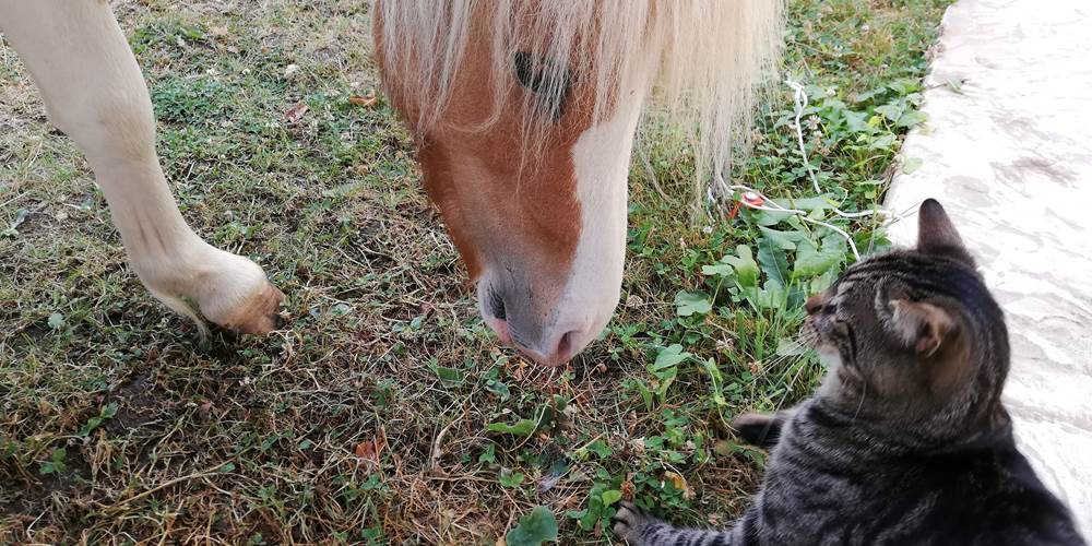 Nos compagnons
