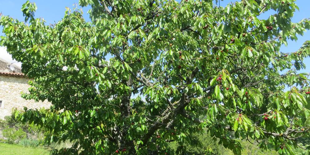 Le cerisier avec ses fruits, en Juin