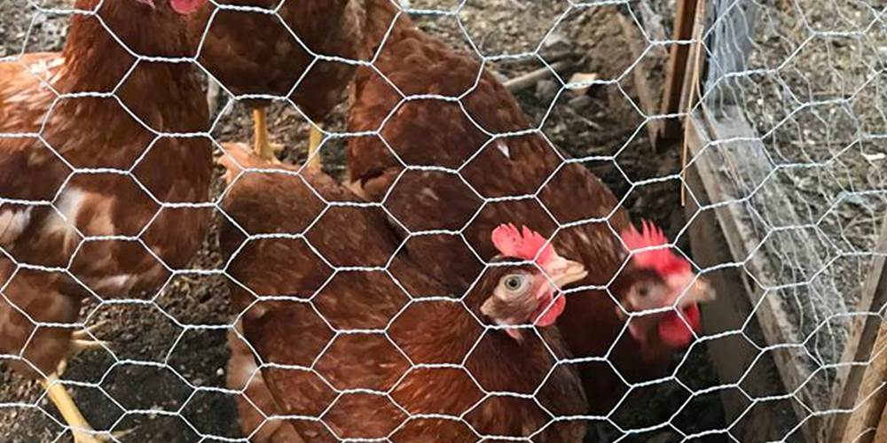 Poules