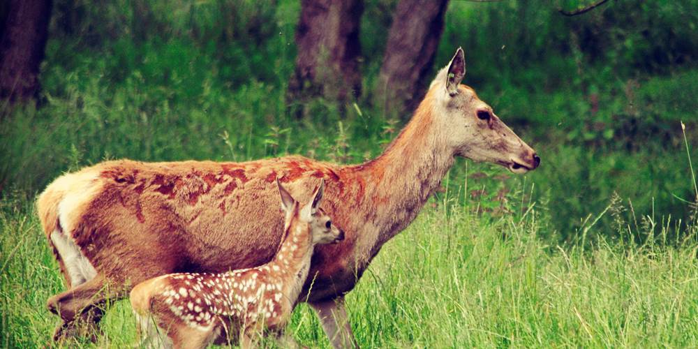 Une biche et son faon