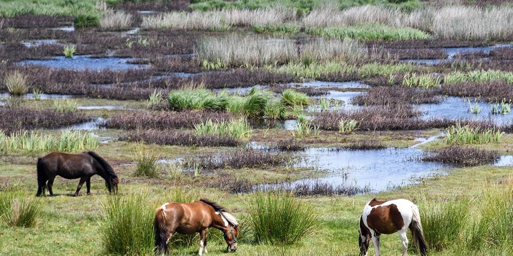 Les marais, la Brière