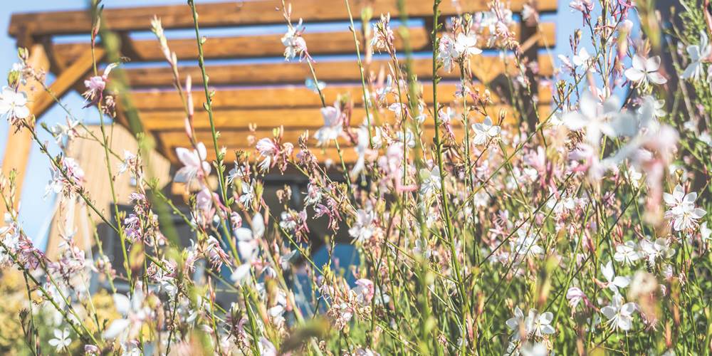 jardin-fleuri