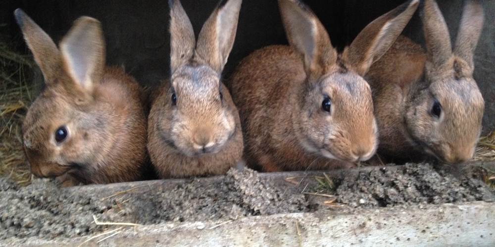 séjour à la ferme en permaculture - des pratiques insolites avec les animaux - les lapins mes tondeuses préférées