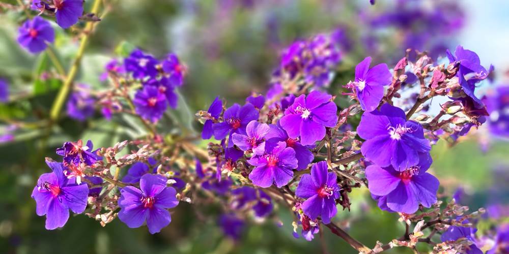 LE RUISSEAU FLEURS