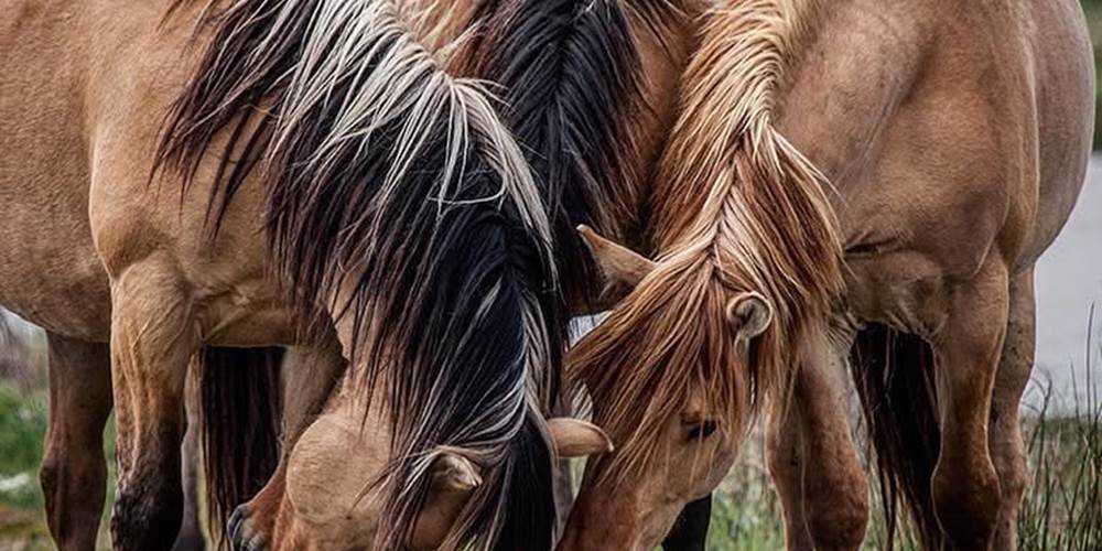 Henson Gites La Baie des Remparts Baie de Somme Picardie France