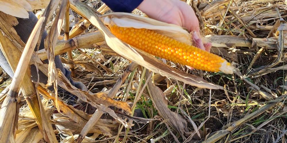 d21b5332-5c5f-4c72-98b3-dd3c3b9a6ca1