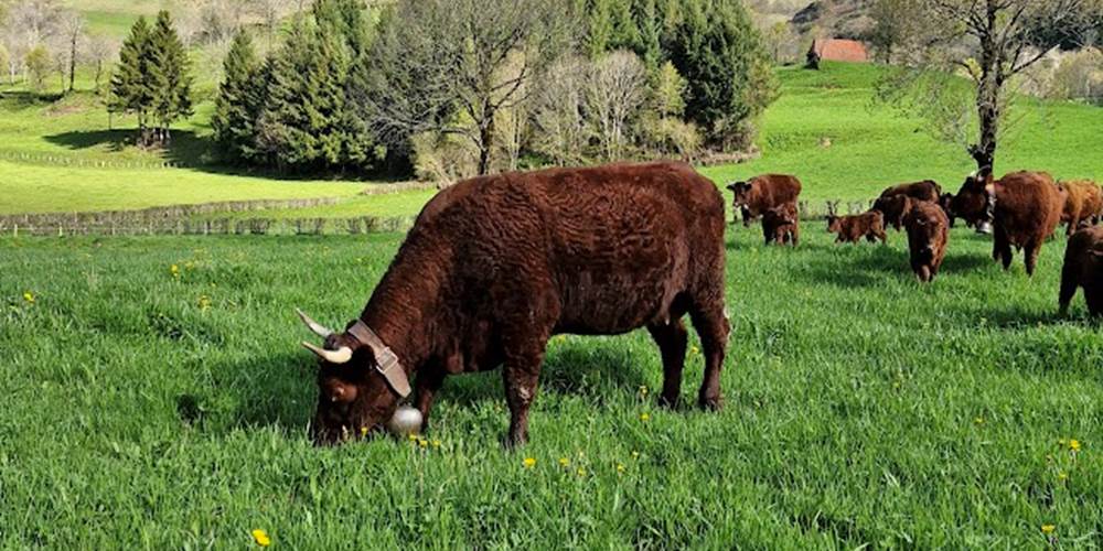 Nos vaches Salers