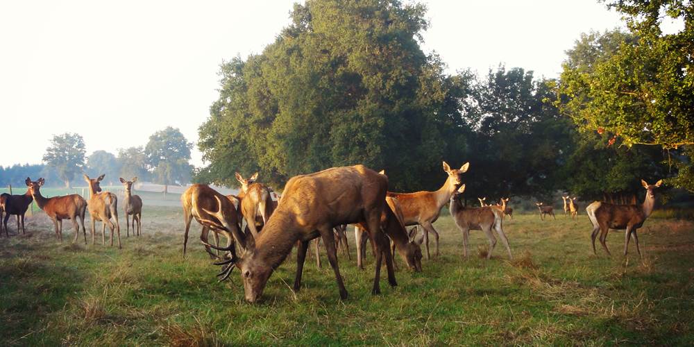Le grand cerf et la harde