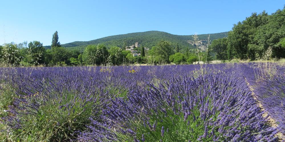 Un champs de lavande à coté du village