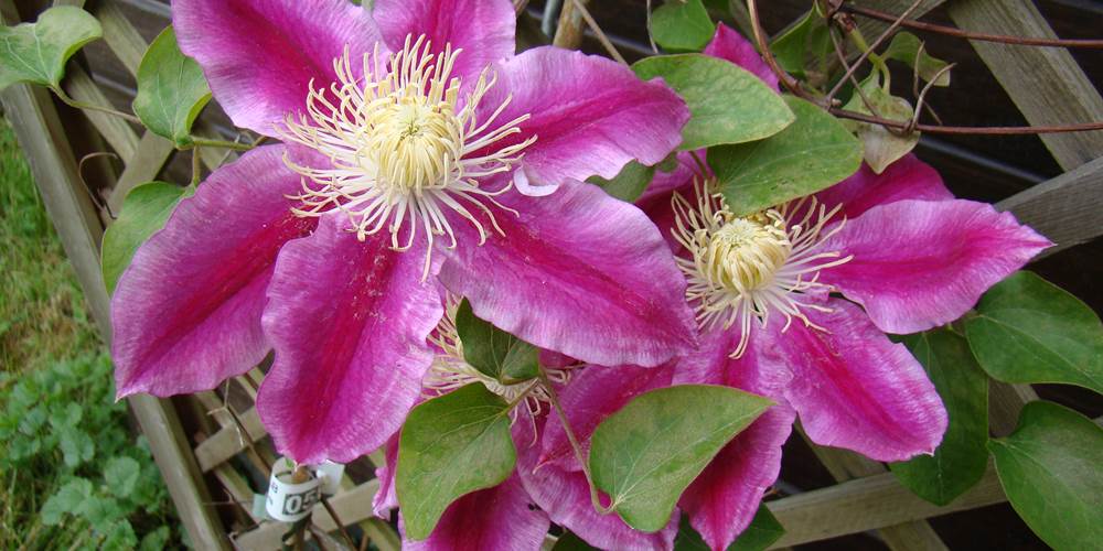Nos fleurs, en saison