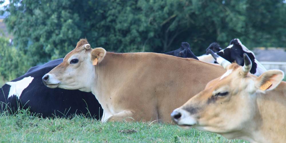 L'elevage laitier biologique