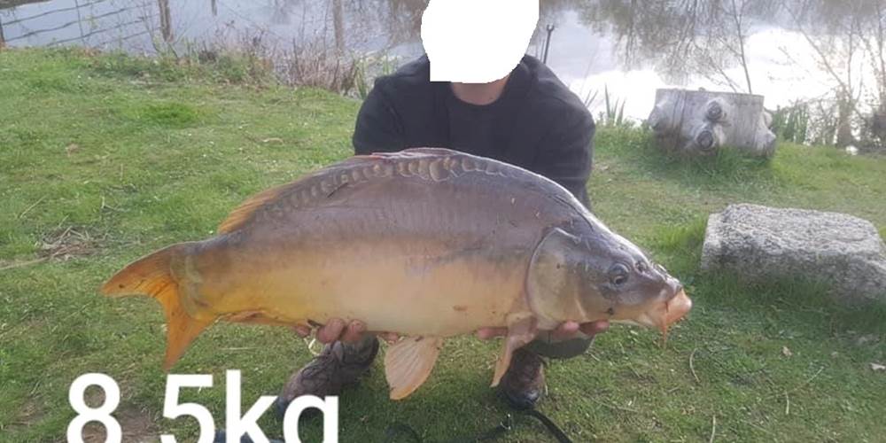 carpe 8 kg 500