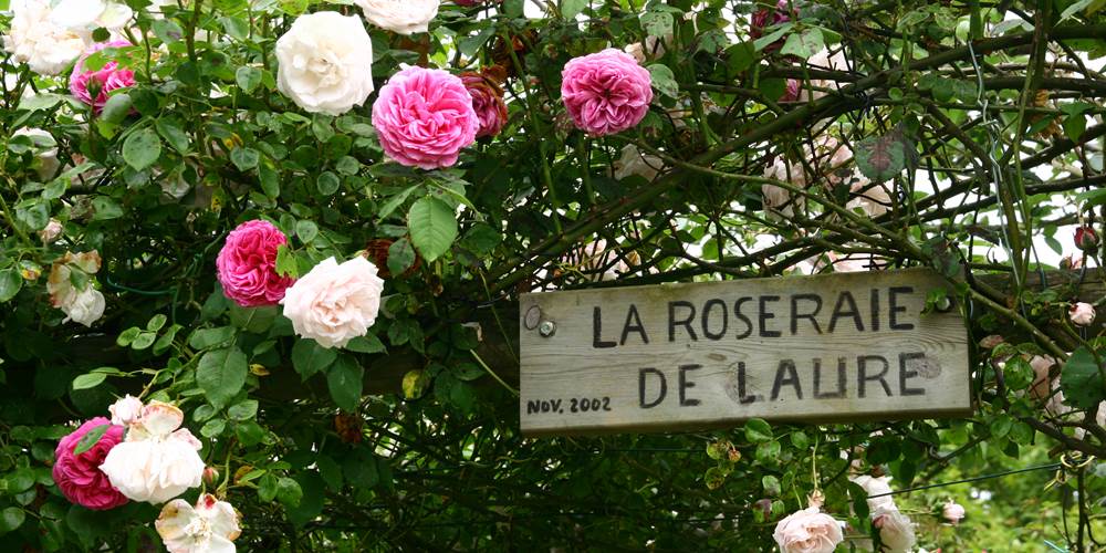 La roseraie de Laure