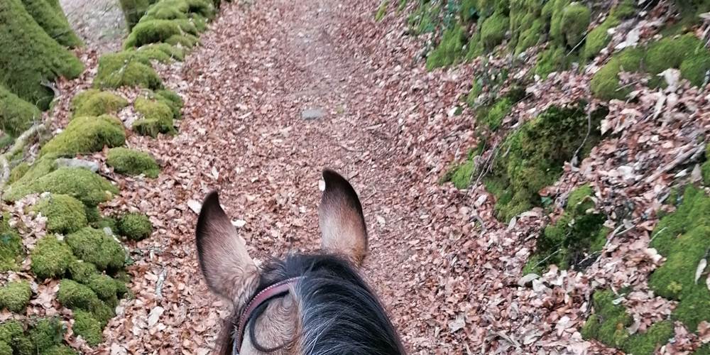 Les chemins bordés de muret en pierre sèche lors d'une randonnée équestre - Monts du Limousin - Ferme de la Chevêche