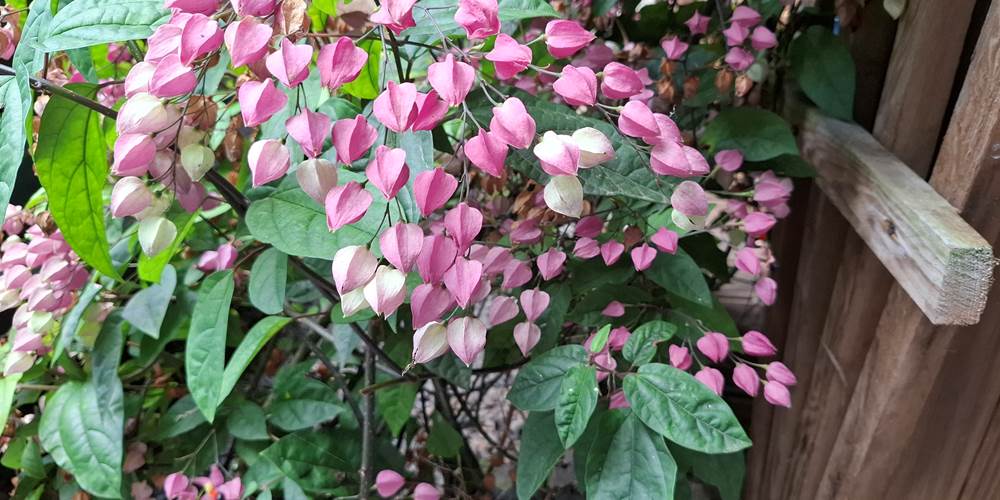 CLERODENDRON ELEGANT