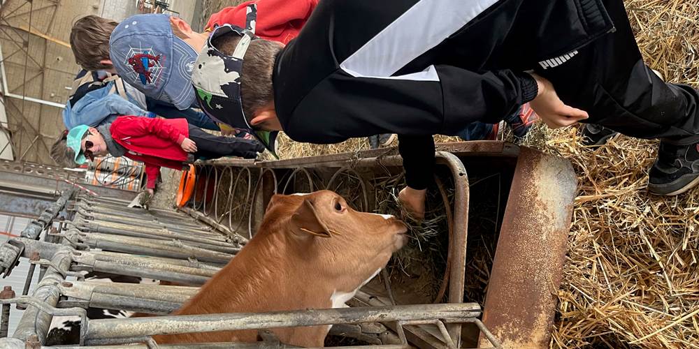la ferme des delices foreziens, ferme pedagogique,vache, foin, stabulation,visites familles,enfants, adultes,st cyr les vignes, loire forez, 42.jpg