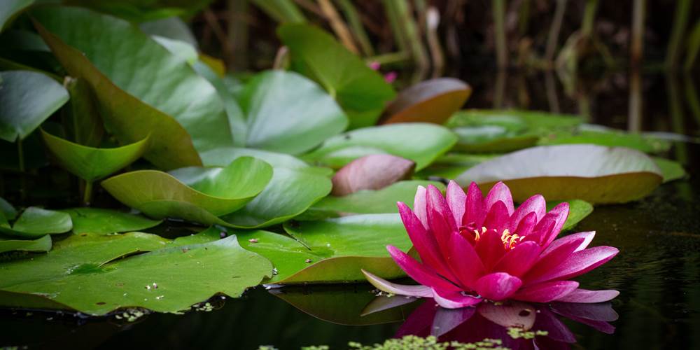 Un beau nénuphar dans notre mare