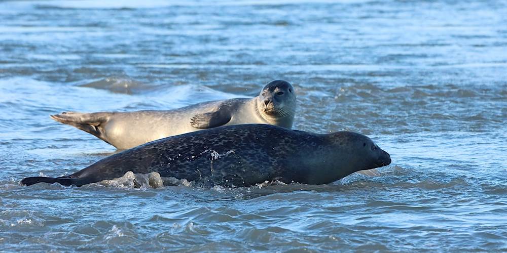 Phoques Gites La Baie des Remparts Baie de Somme Picardie