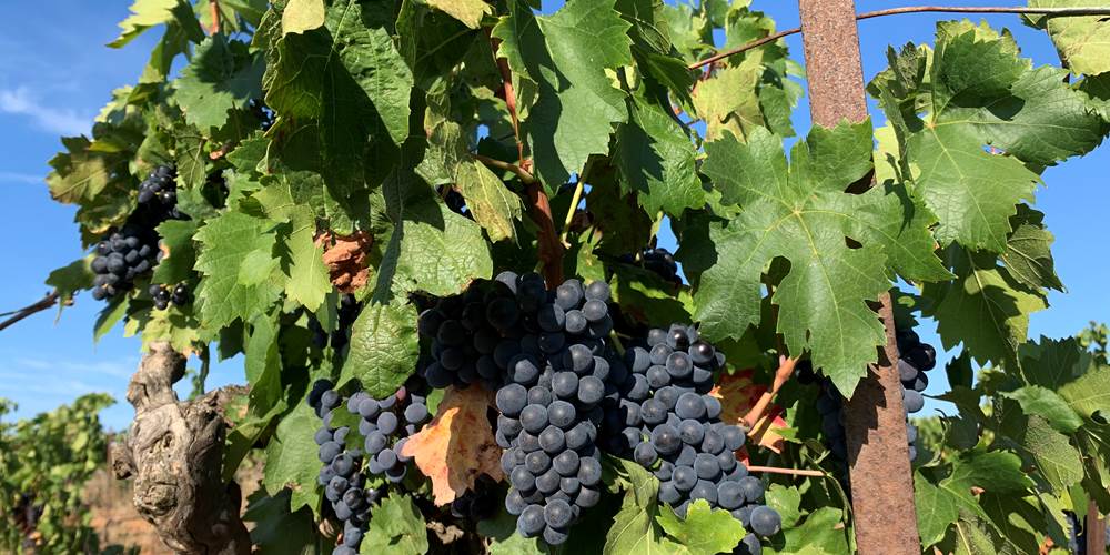 Vineyard