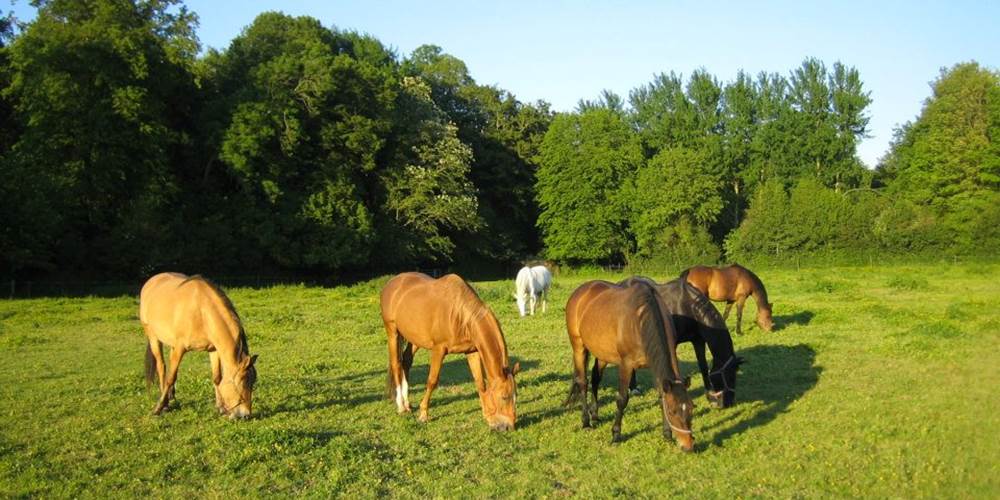 chevaux