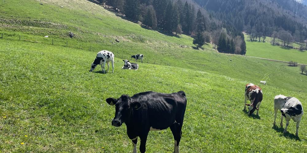 Vaches de la Gruyère aux alentours