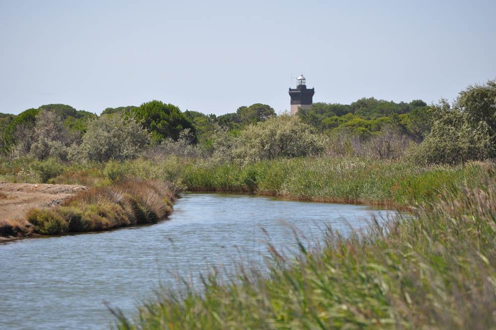 Le phare de l'Espiguette
