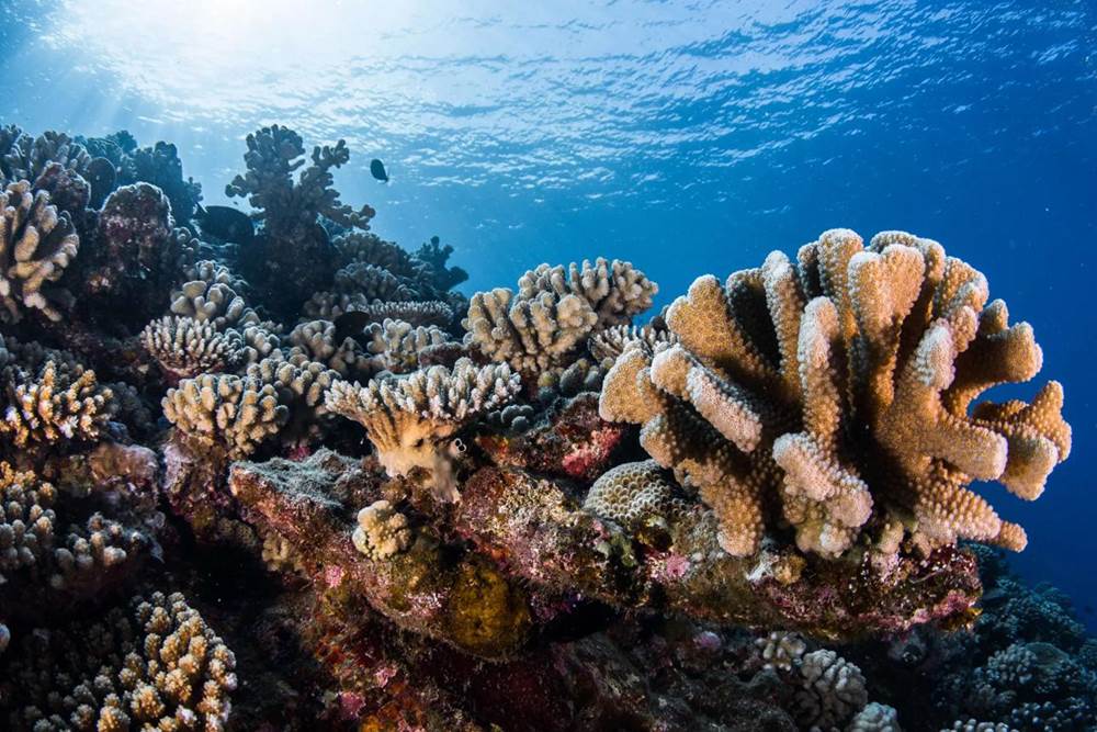 corail2