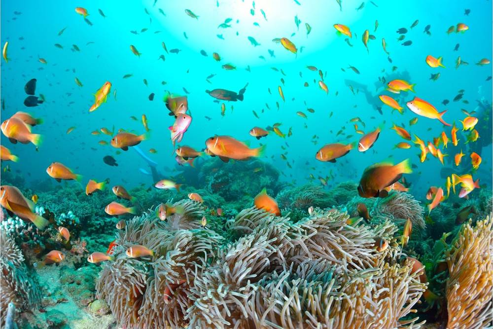 jardin-de-corail-bora-bora