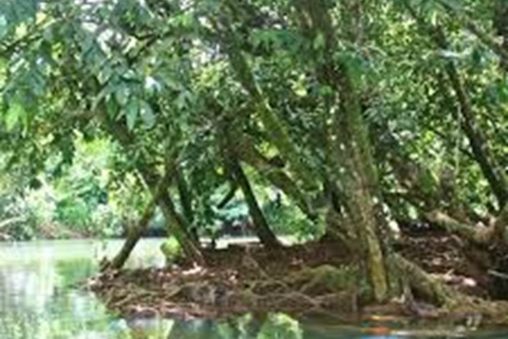 RIVEIRE FAAROA