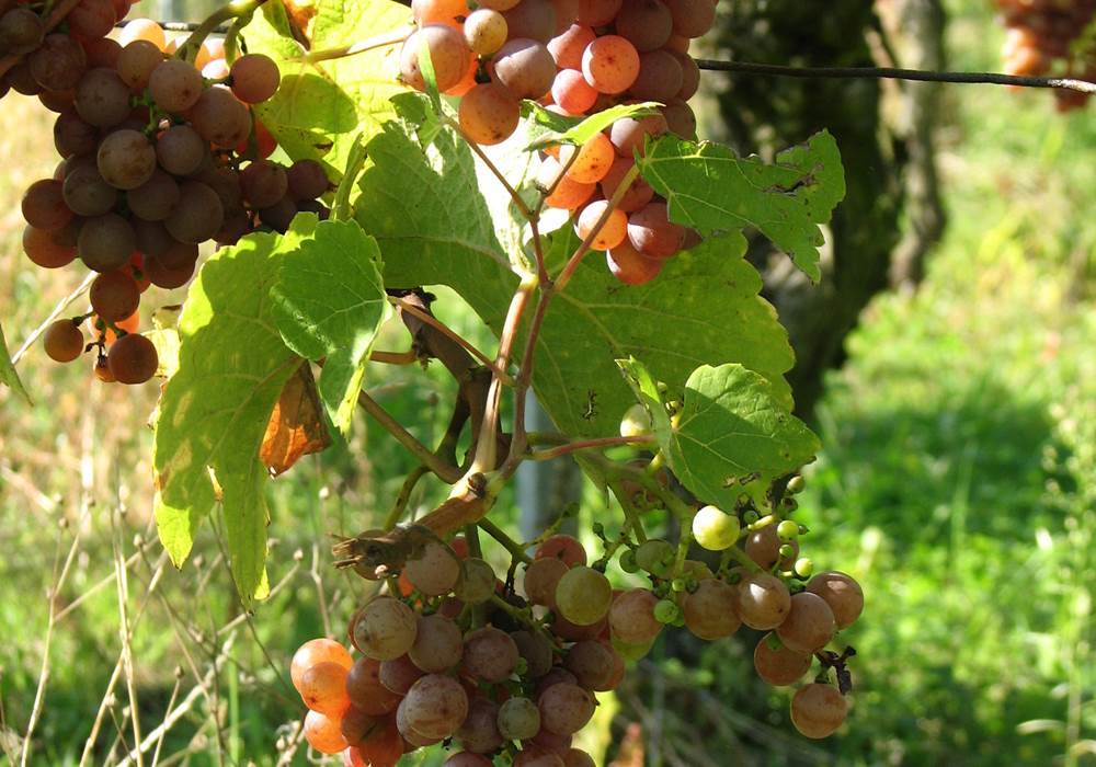 Raisin Pinot gris