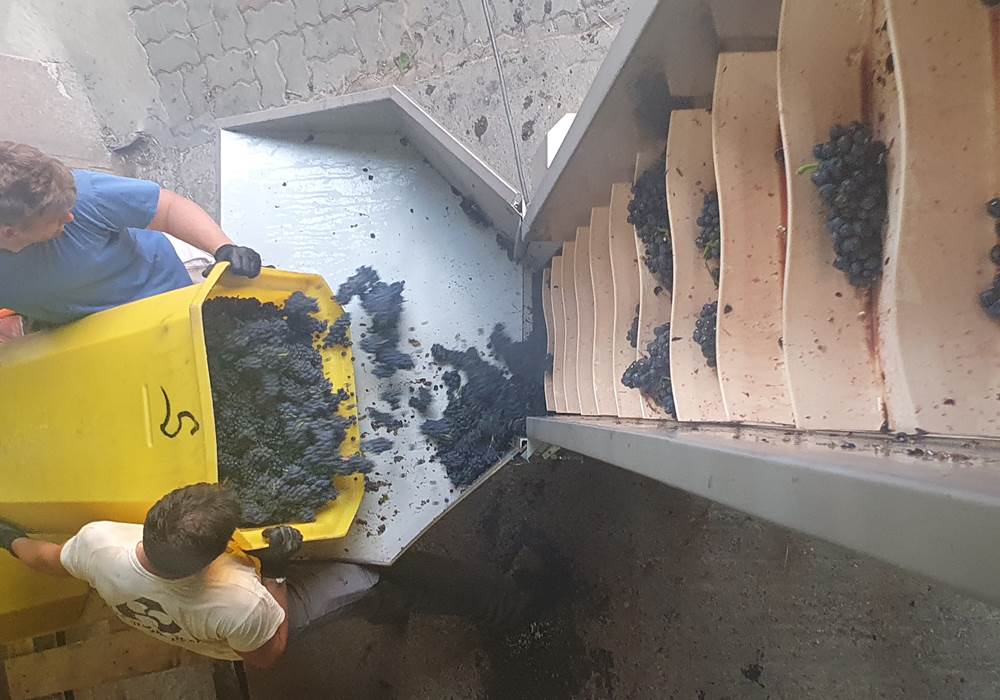 Maceration Pinot noir