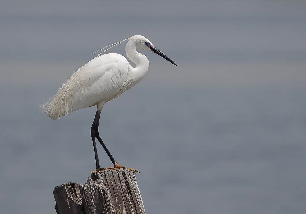 Aigrette Garzette près de l'île de la Pissotte