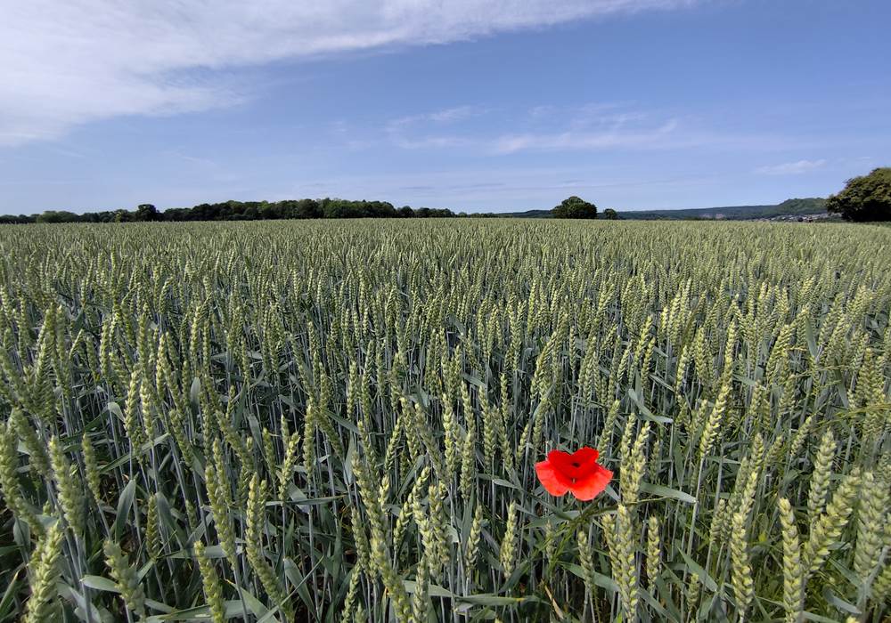 La Grange de Bonneville - campagne bonnevilloise